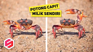 KENAPA KEPITING POTONG CAPITNYA SENDIRI? Ternyata Ini Fungsinya..