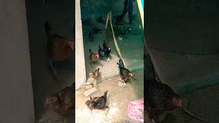 Desi murgi నాటు కోళ్ల పెంపకం देसी मुर्गी #desimurgi #poultryorg #देसीमुर्गी #chicken #poultry