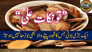 Tongkat Ali Benefits | مردانہ طاقت \u0026 کا خزانہؔ|+Testosterone - Estrogen|Hamdard Health Tips|