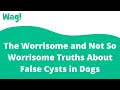 The Worrisome and Not So Worrisome Truths About False Cysts in Dogs | Wag!