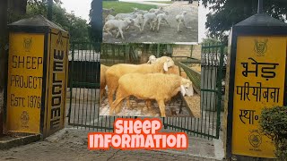 CIRG Muzaffarnagri Sheep Breed | Best Sheep Breed.