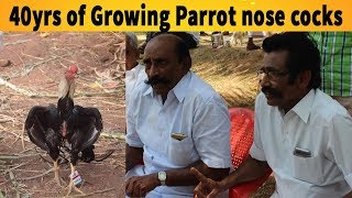 கிளிமூக்கு விசிரிவால் சேவல் வளர்ப்பில் 40வருட அனுபவம் | 40 years of experience in growing parrotbeak