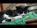 Panda gets pet and cleans herself while sitting on a table