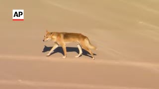 Dingoes attack jogger on Australian island beach