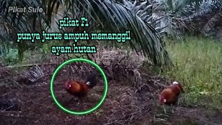 Pikat F1 Turun Perdana dengan kepakan ayam hutan meluncur