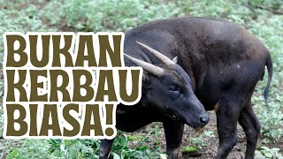 ANOA | BUKAN KERBAU BIASA! #happynature