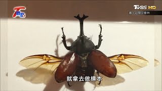 四月天賞火金姑.蝴蝶 來一堂昆蟲生態課！！ T觀點 20200425 (1/4)