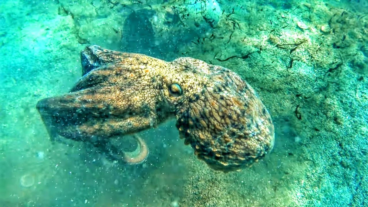 ΔΕΝ ΧΑΝΟΝΤΑΙ ΑΥΤΑ!! Μεγάλη αστοχία σε τσιπούρα!! - YOU CAN'T MISS THAT SHOT, SEABREAM FAILURE‼️