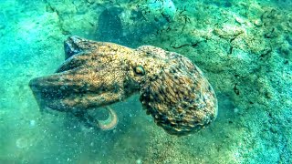 ΔΕΝ ΧΑΝΟΝΤΑΙ ΑΥΤΑ!! Μεγάλη αστοχία σε τσιπούρα!! - YOU CAN'T MISS THAT SHOT, SEABREAM FAILURE‼️