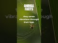 incredible facts about spiders