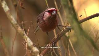 GoroTubeさん ベニマシコLong-tailed Rosefinch