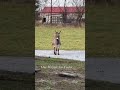 i got things to do mom shorts shortvideo onehappyassfarm farmlife donkey christmas pets