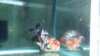 SOLD: Show Grade Calico Ranchu (Edonoshiki) Goldfish (Tank Ref #716)