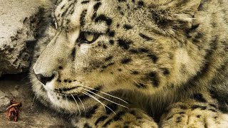 Snow Leopard - The Silent Hunter (Best Wildlife Documentary)