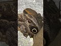 butterfly wings that mimic owl eyes