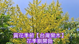 賞花季節【台灣欒木】花季剛開始