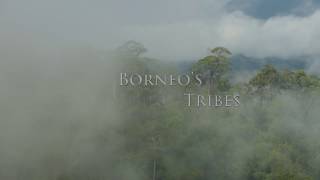 Mist and Mystery: Borneo's Vanishing Tribes - Deforestation Trailer