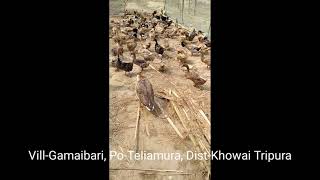 duck farm in Tripura #Teliamura Gamaibari#