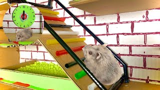 Hamster Obstacle Course, Hamster Winter Gray Escape From Building - DIY Hamster Maze Labyrinth