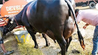 ਇੱਕ ਸਫਲ ਡੇਅਰੀ ਫਾਰਮਰ  ਨਾਲ ਖਾਸ਼ ਮੁਲਾਕਾਤ | Best Dairy Farm