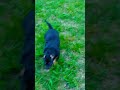 queen koba americanbully puppy viral mnmbullys animals doglife cute