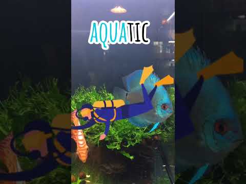 Is Aqua Latin?