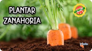 Como Sembrar Zanahorias Paso A Paso En El Huerto Orgánico || La Huertina De Toni