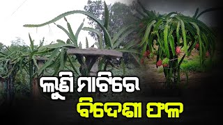 ଲୁଣି ମାଟିରେ ବିଦେଶୀ ଫଳ | ଉପାନ୍ତ ଅଞ୍ଚଳରେ ଡ୍ରାଗନ ଫ୍ରୁଟ ଓ ଅନ୍ୟାନ ପରିବା ଚାଷ କରି ଚର୍ଚ୍ଚାରେ ଚନ୍ଦ୍ରଶେଖର