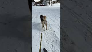 Alaskan Doggy Dancing On Snow 🤣⛄️ #husky #malamute #dog #shorts