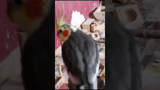 Nymphensittich Dudelmoser ist nass geworden #cockatiel #nymphensittiche #vogel