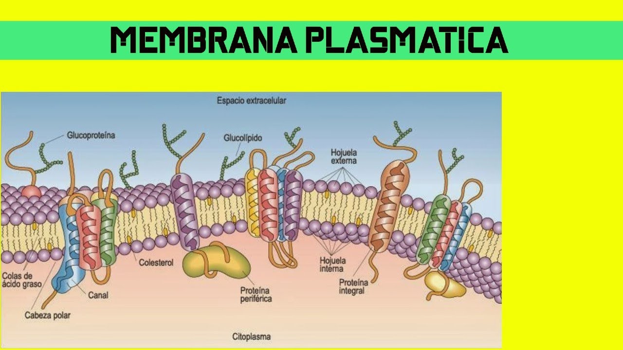 Generalidades Membrana Plasmatica MUY Facil - YouTube