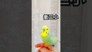 彩虹虎皮クマ(Kuma)髒話連發😎超gang的… #彩虹虎皮 #虎皮鸚鵡 #セキセイインコ #budgerigar #parrot #birds