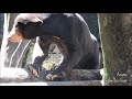 マレーグマのアズマ「ムクノキでこんにちは」＠上野動物園 azuma the sun bear