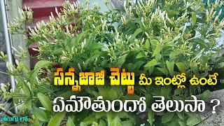 సన్నజాజి చెట్టు మీ ఇంట్లో ఉంటే ఏమౌతుందో తెలుసా ? || Real Facts About SannaJaji chettu