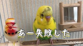 【お喋り】言葉を覚えたセキセイインコ【おから】