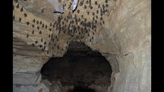 पोखरा को चमेरो गुफाको रहस्य  | Bat cave pokhara Scary as Hell |  Travel Nepal || Awesome u r