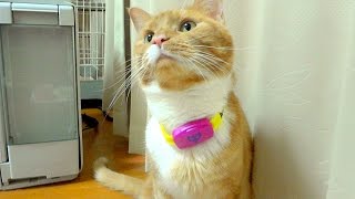 初めて首輪を試した猫　- the cat trys to put on the collar -