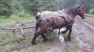 Caii lui Ion Boriceanu.🐎❤🐎