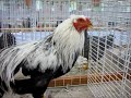 poule de twente saumon argenté expo avicole kembs 2022