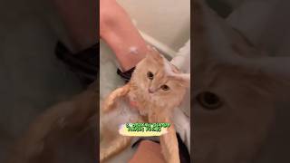 CARA MEMANDIKAN KUCING AGAR TIDAK BERONTAK 😺 #shortvideo #kucinglucu #catlover #mandikucing