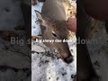 big snowy doe down