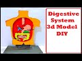 digestive system 3d model for science fair project | DIY at home easily | craftpiller |  | still