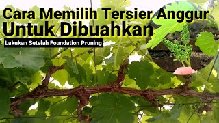 Cara Memilih Tersier Anggur Untuk Pembuahan Setelah Foundation Pruning