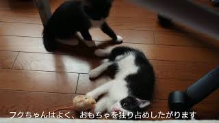 ハチワレ兄妹子猫保護　行動範囲を広げてみよう♯4