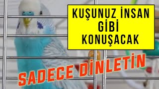 KUŞUNUZ İNSAN GİBİ KONUŞSUN! SADECE DİNLETİN VE FARKI GÖRÜN | 1 SAAT