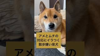 感情ジェットコースター。 #柴犬 #柴犬のいる暮らし #shibainu #拒否柴