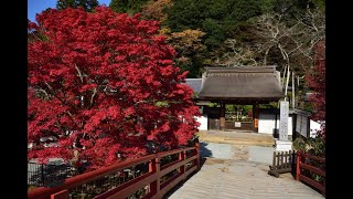 奈良県　宇陀市　錦秋の室生寺　写真紀行　2019