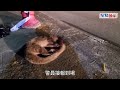 果子狸慘死｜果子狸山頂遭車輛撞斃 爆頭陳屍馬路