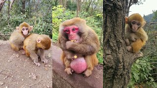 The Best of Monkey Videos - A Funny Monkeys Compilation Ep41
