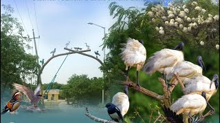 Bird Sanctuary| in Magadi|GADAG District|